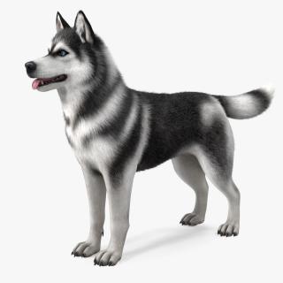 3D Siberian Husky Black and White Fur Rigged