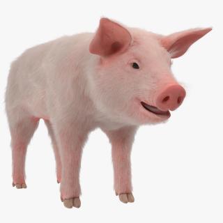 3D Pig Piglet Landrace with Fur model