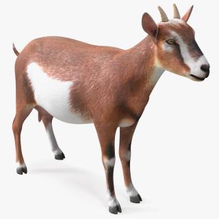 Dairy Goat Brown Rigged for Cinema 4D 3D