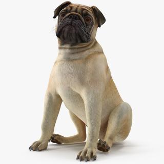 3D model Pug Dog Sitting Pose