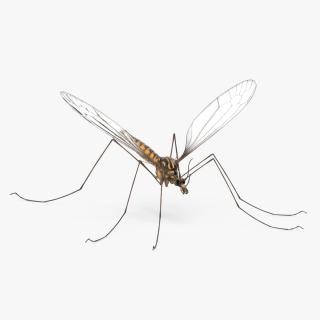 3D Mosquito Hawk Crane Fly Gollywhopper