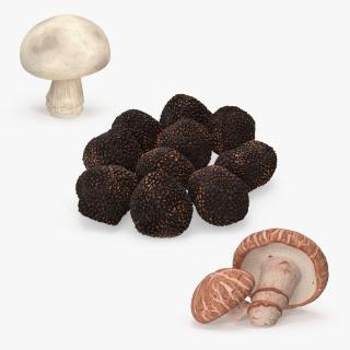 Edible Mushrooms Collection 2 3D model