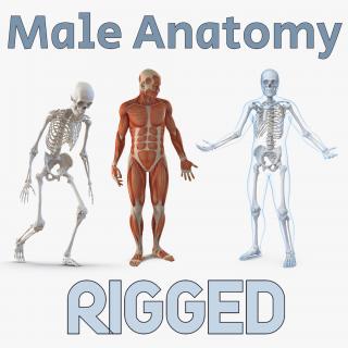 3D model Male Anatomy Rigged Collection