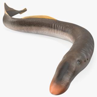 3D Lamprey Rigged for Cinema 4D model