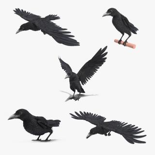 3D model Raven Animated Collection