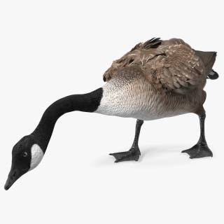 Large Wild Goose Walking Pose 3D model