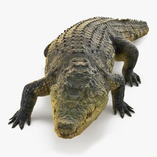 3D Animated Crocodile Walking Rigged model