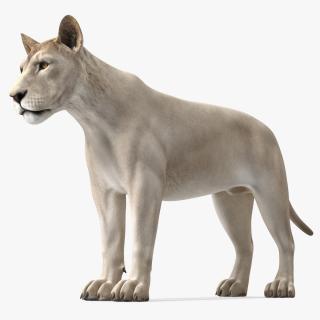 3D White Young Lion