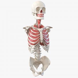 3D Male Torso Skeleton with Respiratory System model