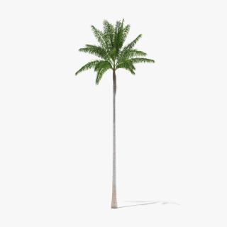 Florida Royal Palm Roystonea Regia 3D model