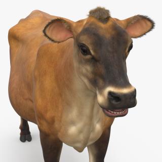 Cattle Cow Fur 3D model