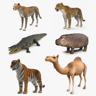 3D African Animals 3D Models Collection 3 model