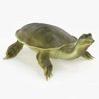 3D model Realistic Chinese Softshell Turtle Rigged for Maya