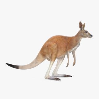 3D model Kangaroo