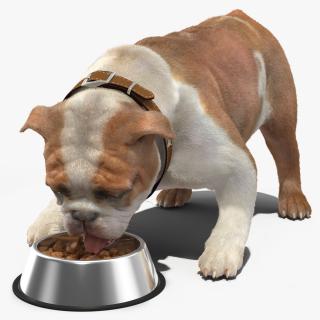 Bulldog Eats Out of the Bowl Fur 3D