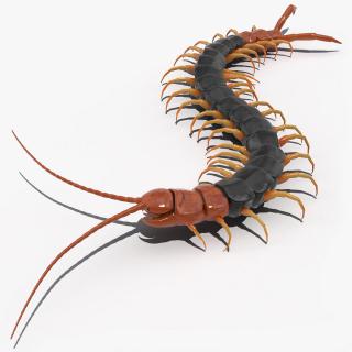 Giant Desert Centipede Scolopendra Heros Crawling 3D model