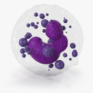 Basophil Blood Cell 3D model