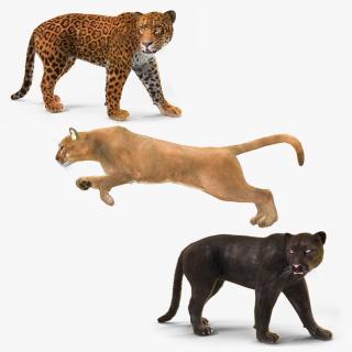 3D model Rigged Big Cats Fur Collection