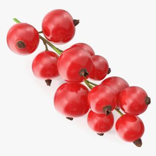 3D Red Currant Berries Branch