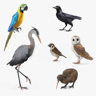 3D Birds Collection 4 model