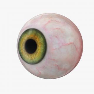 3D model Realistic Human Green Eye