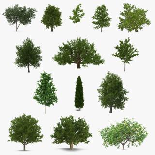 3D model Summer Trees 3D Models Collection 3