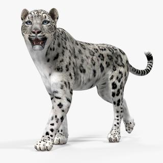 3D model Snow Leopard Walking Pose