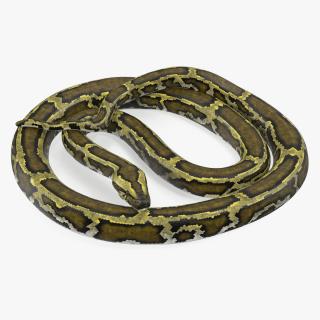 3D model Green Python Snake Curled Pose