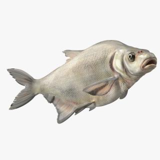 3D Silver Bream Fish Swimming