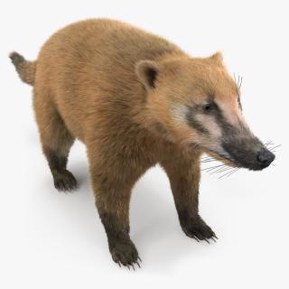 Nasua Mammal Basic Pose Fur 3D