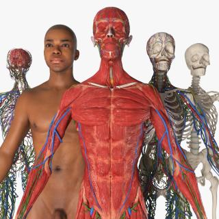 Realistic Male Full Body Anatomy 2 3D model