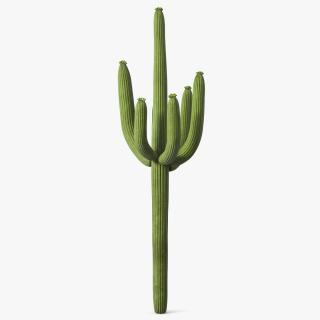 Mexican Cactus 3D model