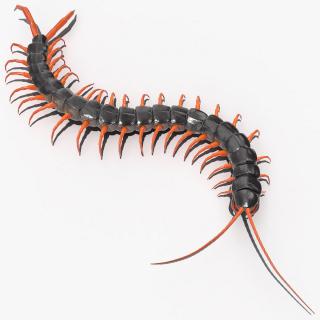 Scolopendra Subspinipes Crawling 3D