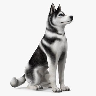 3D Sitting Husky Dog Black and White model