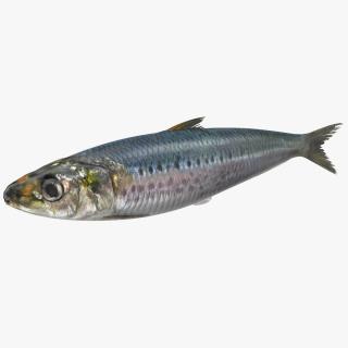 Canned Sardine Fish 3D model