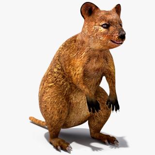 3D model Quokka Kangaroo