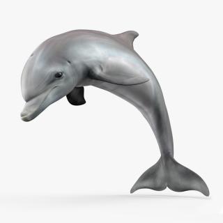 3D Realistic Bottlenose Dolphin Jump model