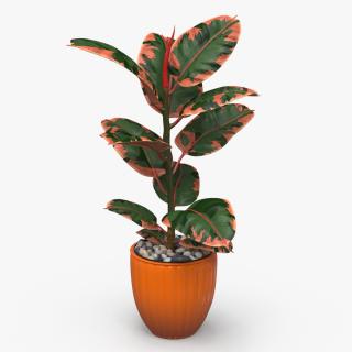 3D model Ficus with Pebbles in Floor Planter