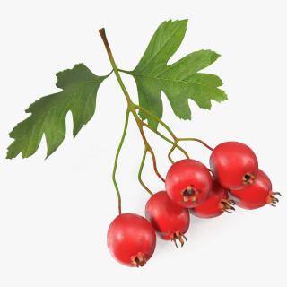 3D Hawthorn Berry Branch