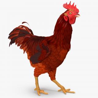 Brown Hen Walking 3D