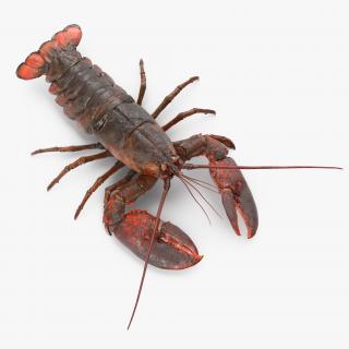 Lobster Pose 4 3D model