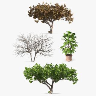 3D model Fig Trees Collection