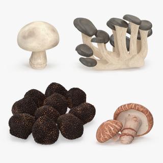 Edible Mushrooms Collection 6 3D model