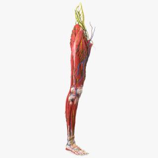 Young Man Anatomy Right Leg 3D