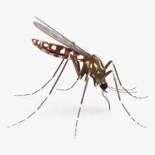 Mosquito Sucking Blood 3D