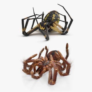 3D Dead Spiders Collection model