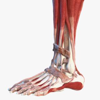 3D Male Leg Muscles and Bones