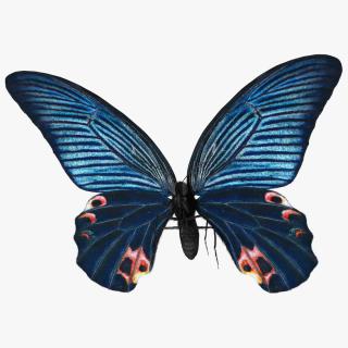 3D model Papilio Protenor Butterfly Male Fur