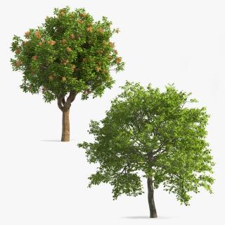 3D Trees with Nuts Collection