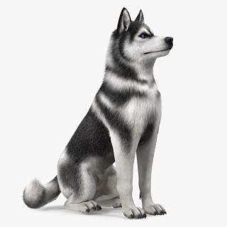 Sitting Husky Dog Black and White Fur 3D